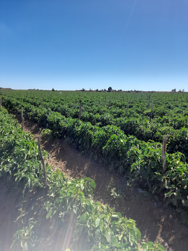 San Ignacio Rio Muerto Sonora